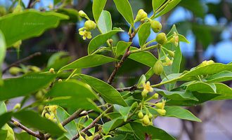 沉香花有什么功效？沉香花怎么食用？